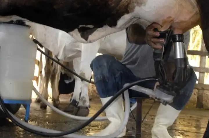 Produção de leite bate recorde mesmo com redução de vacas ordenhadas